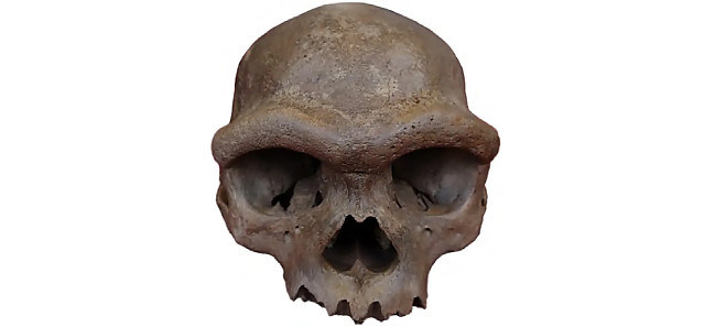 Harbin-Skull.jpg