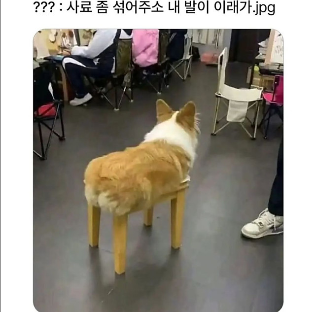 거 사료 좀 섞어 주소